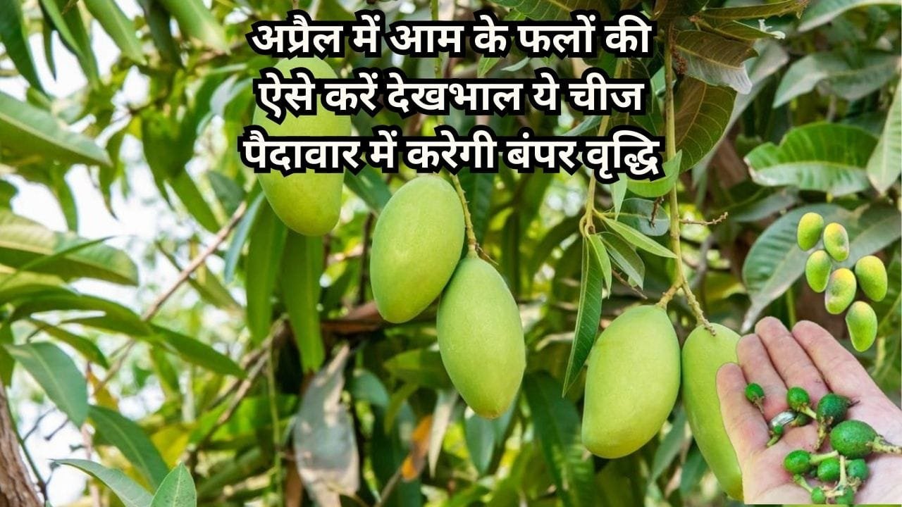 Agricultural Tips: अप्रैल में आम के फलों की ऐसे करें देखभाल, ये चीज पैदावार में करेगी बंपर वृद्धि एक भी छोटा फल नहीं झाड़ेगा, जाने नाम