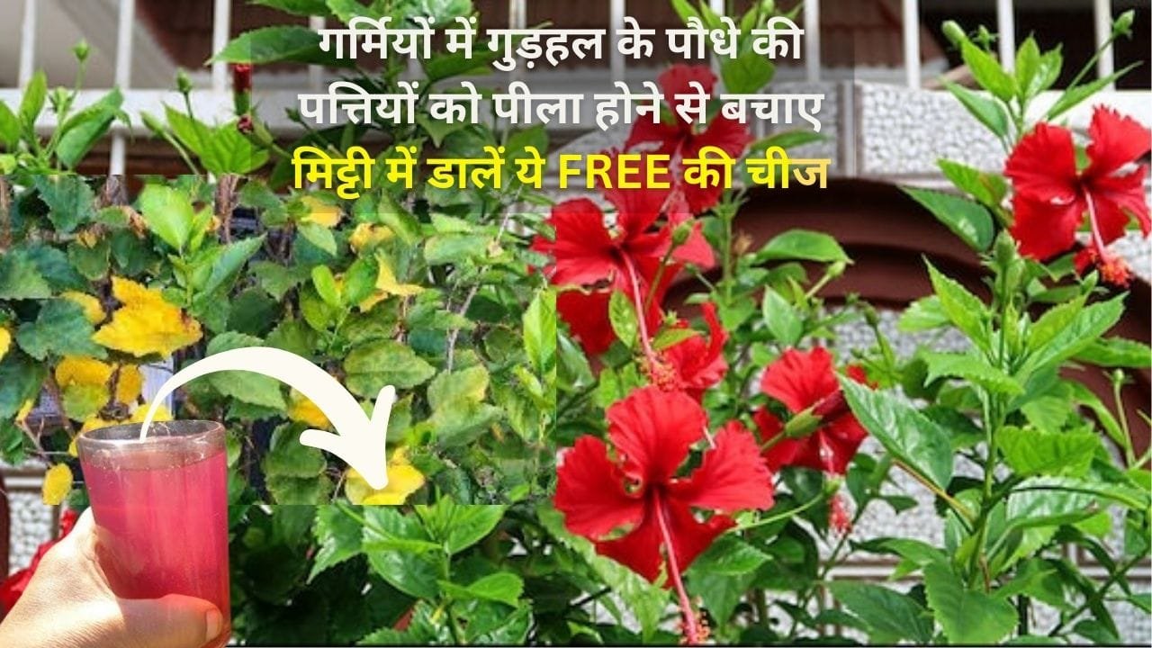 Gardening tips: गर्मियों में गुड़हल के पौधे की पत्तियों को पीला होने से बचाए, मिट्टी में डालें ये FREE की चीज हरा-भरा फूलों से लाद रहेगा पौधा