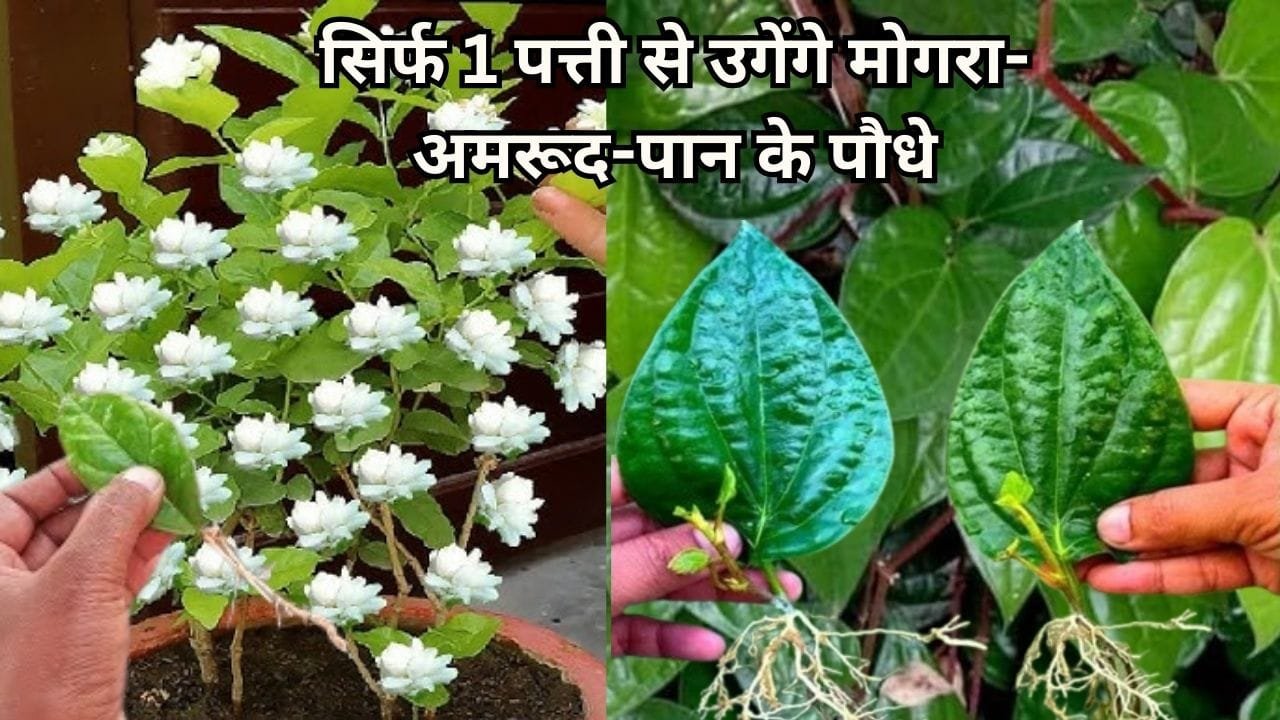 Gardening tips: सिर्फ 1 पत्ती से उगेंगे मोगरा-अमरूद-पान के पौधे, बीज कलम की भी नहीं पड़ेगी जरूरत, जाने पत्ती से पौधा लगाने का तरीका