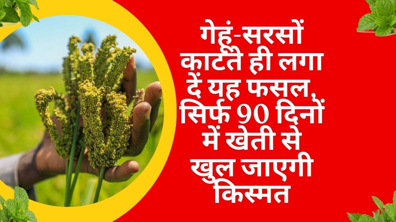 गेहूं-सरसों काटते ही लगा दें यह फसल, सिर्फ 90 दिनों में खेती से खुल जाएगी किस्मत मालामाल हो जाएंगे किसान, जाने नाम