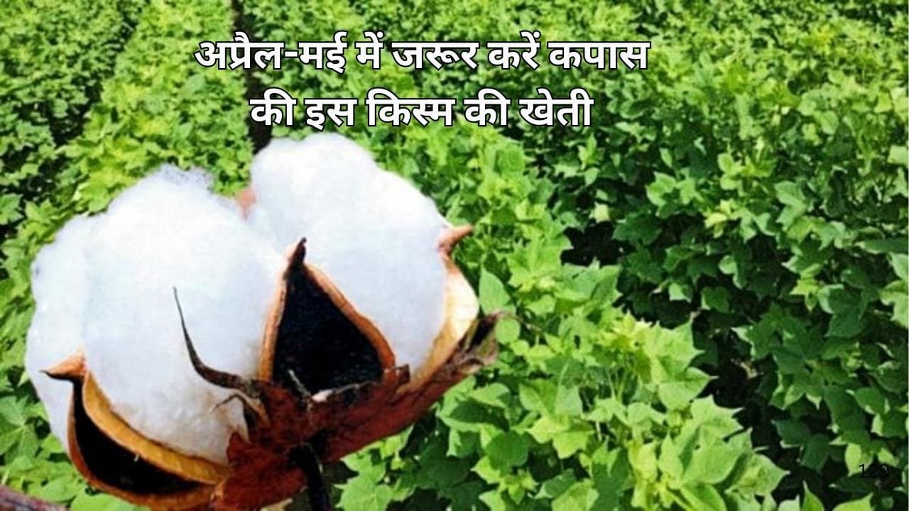 अप्रैल-मई में जरूर करें कपास की इस किस्म की खेती, एक हेक्टेयर में होगी बंपर पैदावार खेती से आएंगे लाखों रूपए, जाने नाम  