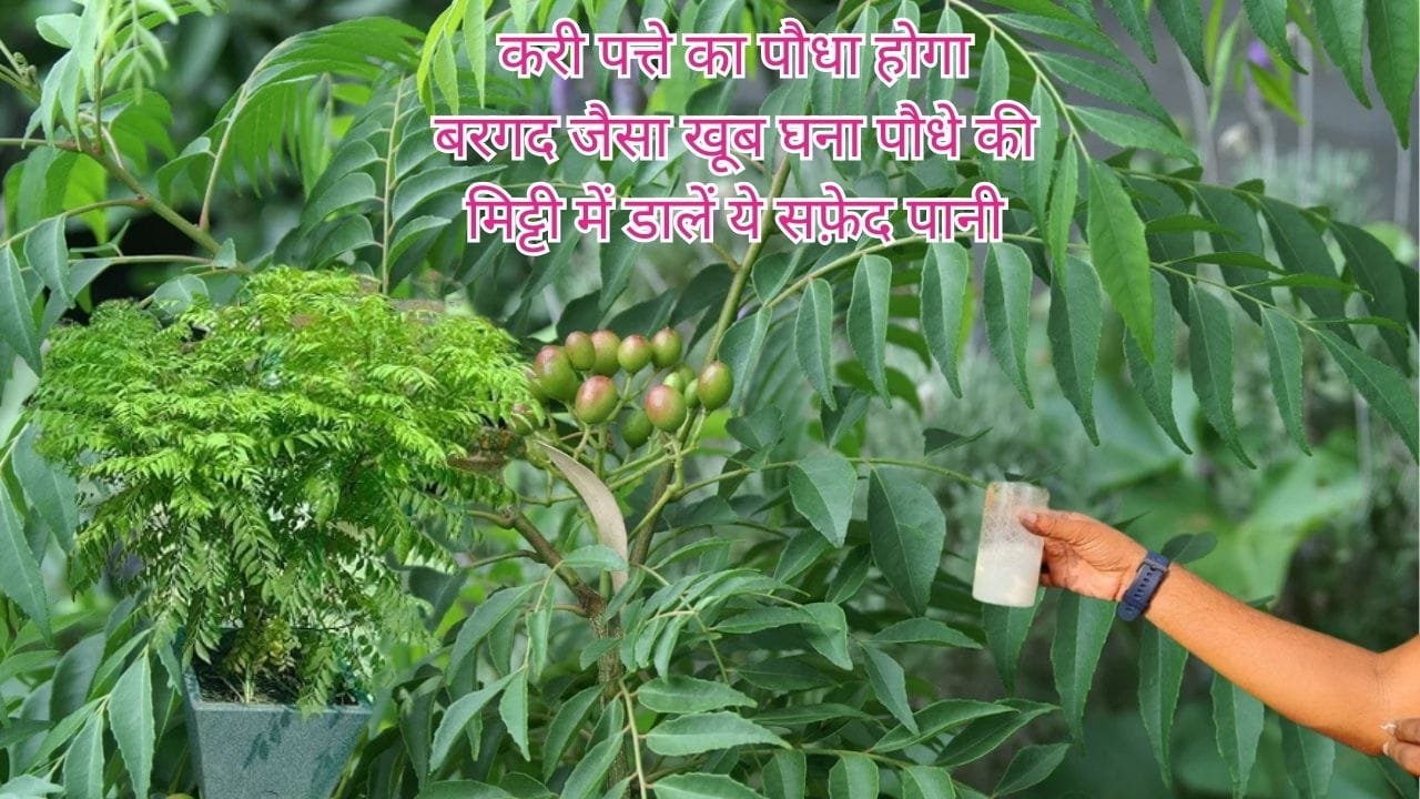Gardening Tips: करी पत्ते का पौधा होगा बरगद जैसा खूब घना, पौधे की मिट्टी में डालें ये सफ़ेद पानी, हर डाल में निकलेगी नई-नई पत्तियां, जाने नाम