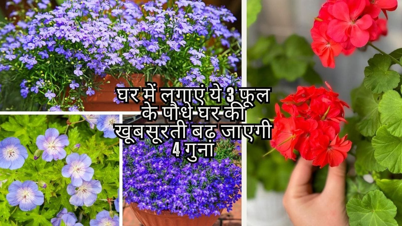 Gardening tips: घर में लगाएं ये 3 फूल के पौधे, घर की खूबसूरती बढ़ जाएगी 4 गुना देखते ही लोग हो जाएंगे निहाल, जाने नाम