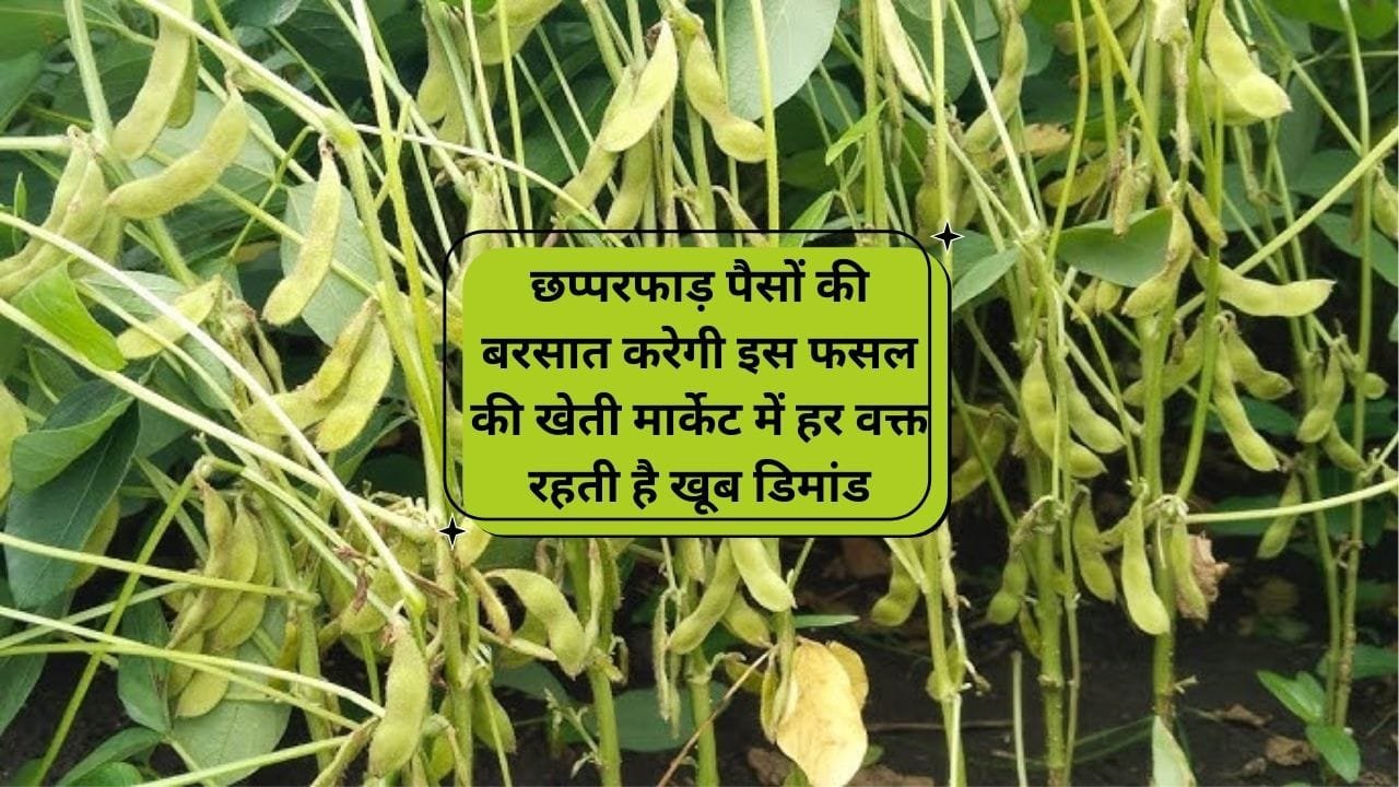 छप्परफाड़ पैसों की बरसात करेगी इस फसल की खेती, मार्केट में हर वक्त रहती है खूब डिमांड खेती से 95 दिनों में आएंगे लाखों, जाने नाम