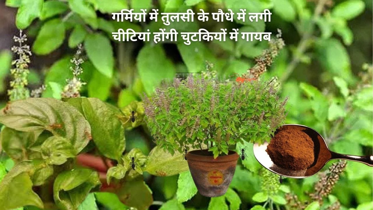 Gardening tips: गर्मियों में तुलसी के पौधे में लगी चीटियां होंगी चुटकियों में गायब, बस किचन में रखी ये चीज पौधे की मिट्टी में डालें, और देखें शानदार कमाल