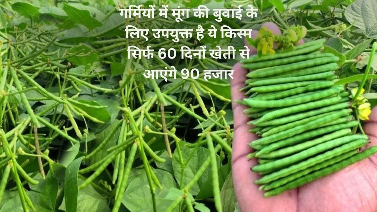 गर्मियों में मूंग की बुवाई के लिए उपयुक्त है ये किस्म, सिर्फ 60 दिनों में होगी तैयार एक एकड़ में देगी बंपर पैदावार खेती से आएंगे 90 हजार, जाने नाम