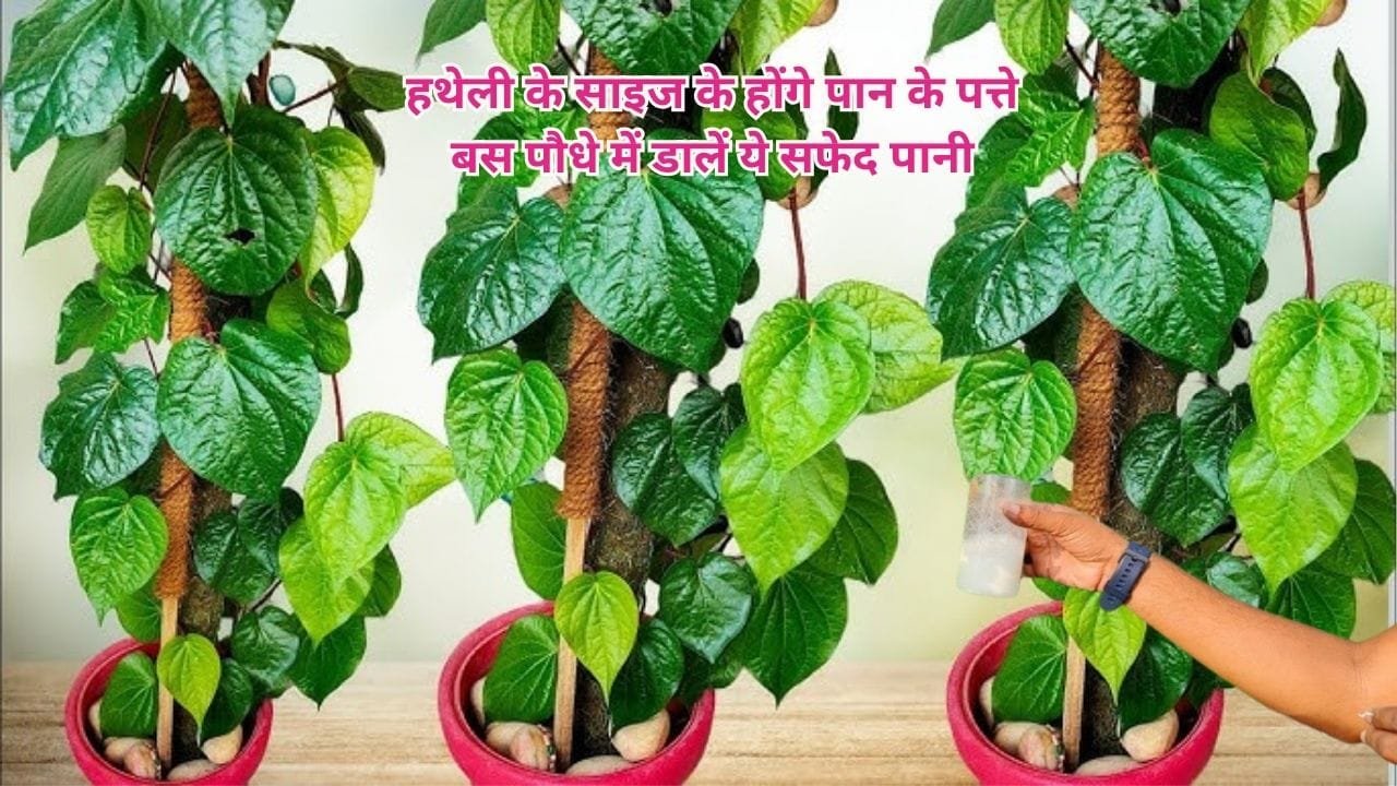 Gardening Tips: हथेली के साइज के होंगे पान के पत्ते, बस पौधे में डालें ये सफेद पानी अनगिनत पत्तियों से लद जाएगी पान की बेल, जाने नाम