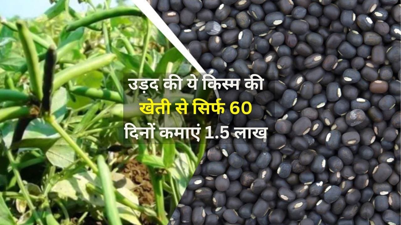 उड़द की ये किस्म की खेती किसानों को बना देगी धन्ना सेठ, सिर्फ 60 दिनों में खेती से कमाएं 1.5 लाख रूपए, जाने नाम