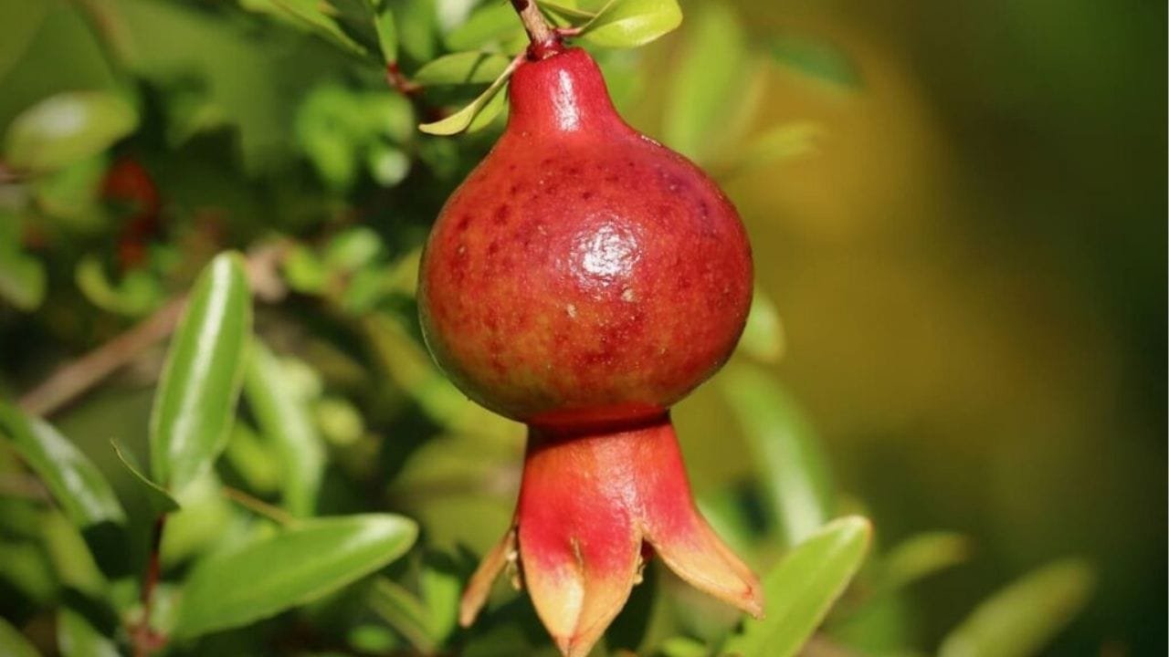 बाजार में 300 रूपए किलो बिकता है ये फल, खेती से 30 साल तक होगी ताबड़तोड़ कमाई मार्केट में है खूब डिमांड, जाने नाम