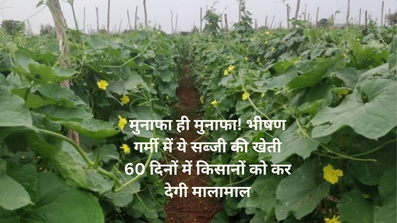 मुनाफा ही मुनाफा! भीषण गर्मी में ये सब्जी की खेती सिर्फ 60 दिनों में किसानों को कर देगी मालामाल, मार्केट में है तगड़ी डिमांड, जाने नाम
