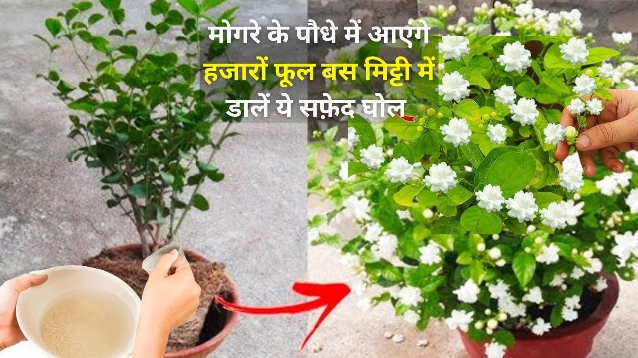 Gardening tips: मोगरे के पौधे में आएगी हजारों कलियां, बस मिट्टी में डालें ये सफ़ेद घोल हर डाल में खिलेंगे चमकते हुए फूल, जाने नाम