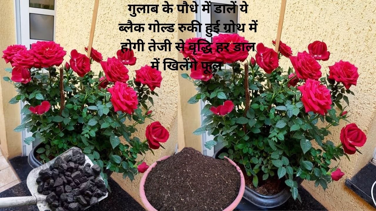Gardening tips: गुलाब के पौधे में डालें ये ब्लैक गोल्ड, रुकी हुई ग्रोथ में होगी तेजी से वृद्धि हर डाल में खिलेंगे फूल लबालब फूलों से भर जाएगा पौधा