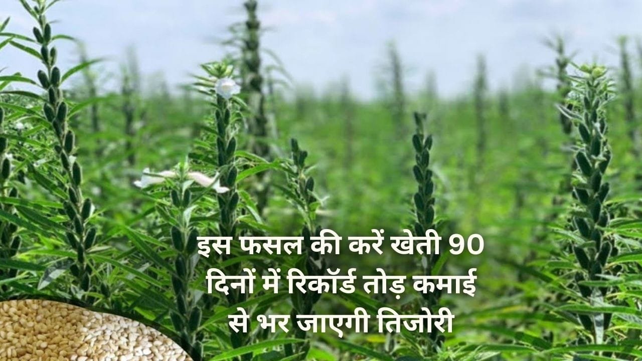 इस फसल की करें खेती, सिर्फ 90 दिनों में रिकॉर्ड तोड़ कमाई से भर जाएगी तिजोरी मार्केट में तेल की है खूब डिमांड, जाने नाम