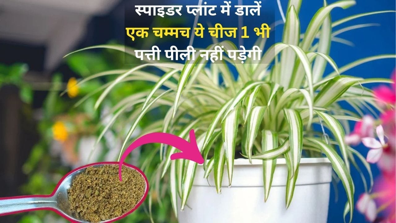 Gardening tips: स्पाइडर प्लांट में डालें एक चम्मच ये चीज, 1 भी पत्ती पीली नहीं पड़ेगी हरी भरी पत्तियों से खूब घना होगा पौधा, जाने नाम