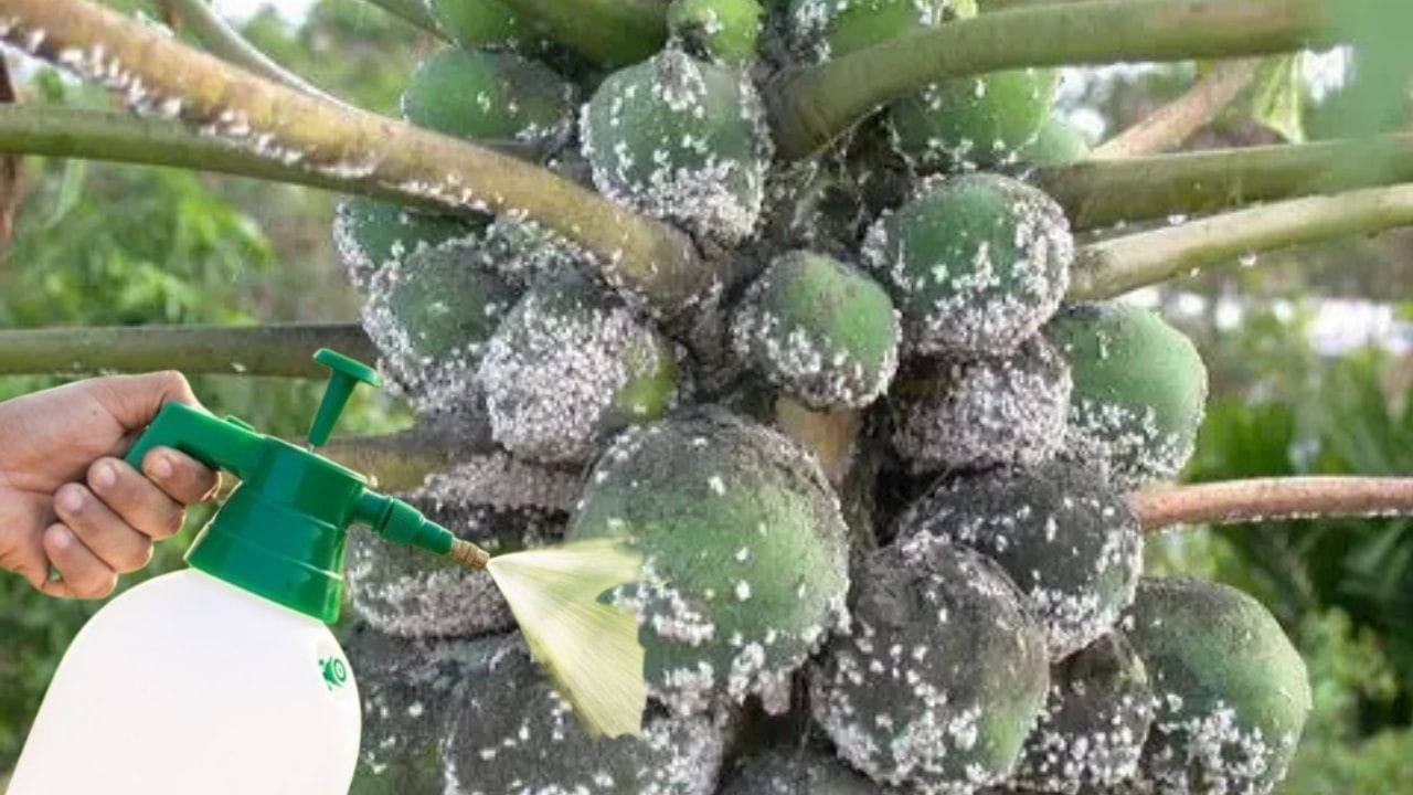 Agricultural Tips: पपीते में लगे कीट रोग का नामोनिशान मिटा देगी ये चीज, एकबार करें छिड़काव और पाएं बंपर उत्पादन, जाने नाम