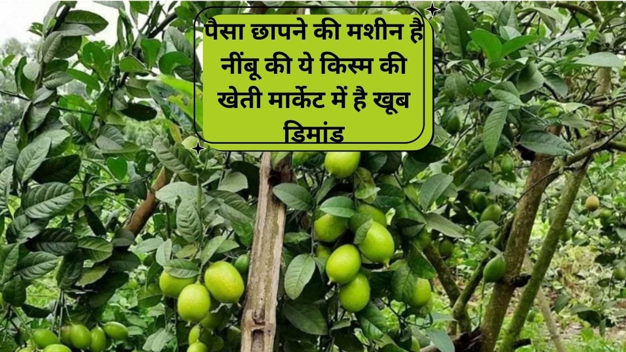 अंधाधुंध पैसा छापने की मशीन है नींबू की ये किस्म की खेती, मार्केट में है खूब डिमांड एकबार करें पौधों की रोपाई 25 साल तक होगी तगड़ी कमाई