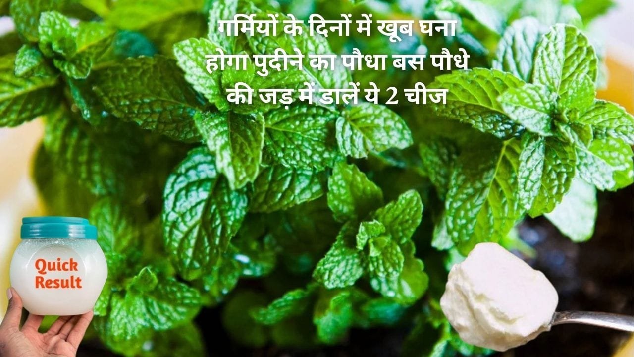 Gardening Tips: गर्मियों के दिनों में खूब घना होगा पुदीने का पौधा, बस पौधे की जड़ में डालें ये 2 चीज निकलेगी नई पत्तियां, जाने नाम