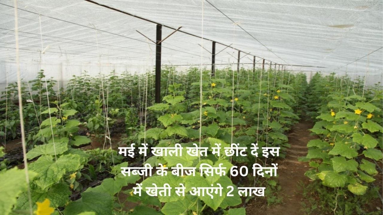मई के महीने में खाली खेत में छींट दें इस सब्जी के बीज, सिर्फ 60 दिनों में खेती से आएंगे 2 लाख मार्केट में है खूब डिमांड, जाने नाम
