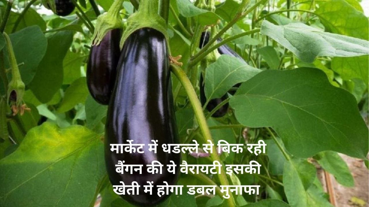 मार्केट में धडल्ले से बिक रही बैंगन की ये वैरायटी, इसकी खेती में होगा डबल मुनाफा समेत बंपर पैदावार, जाने नाम