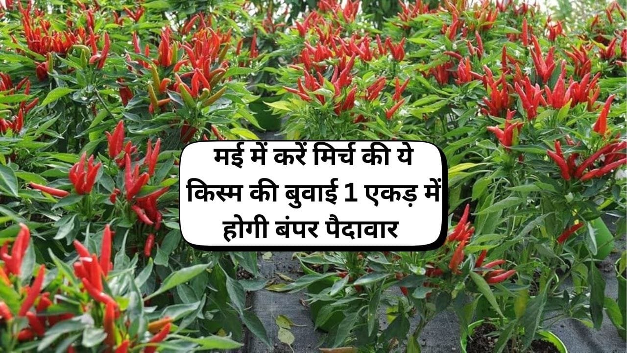 मई में जरूर करें मिर्च की ये किस्म की बुवाई, एक एकड़ में होगी बंपर पैदावार के साथ छप्परफाड़ कमाई, जाने नाम