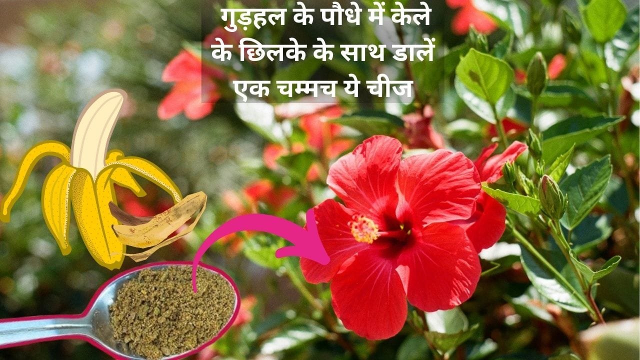 Gardening Tips: गुड़हल के पौधे में केले के छिलके के साथ डालें एक चम्मच ये चीज, महीने भर गर्मियों में पौधे की हर डाल पर खिलेंगे अनगिनत फूल