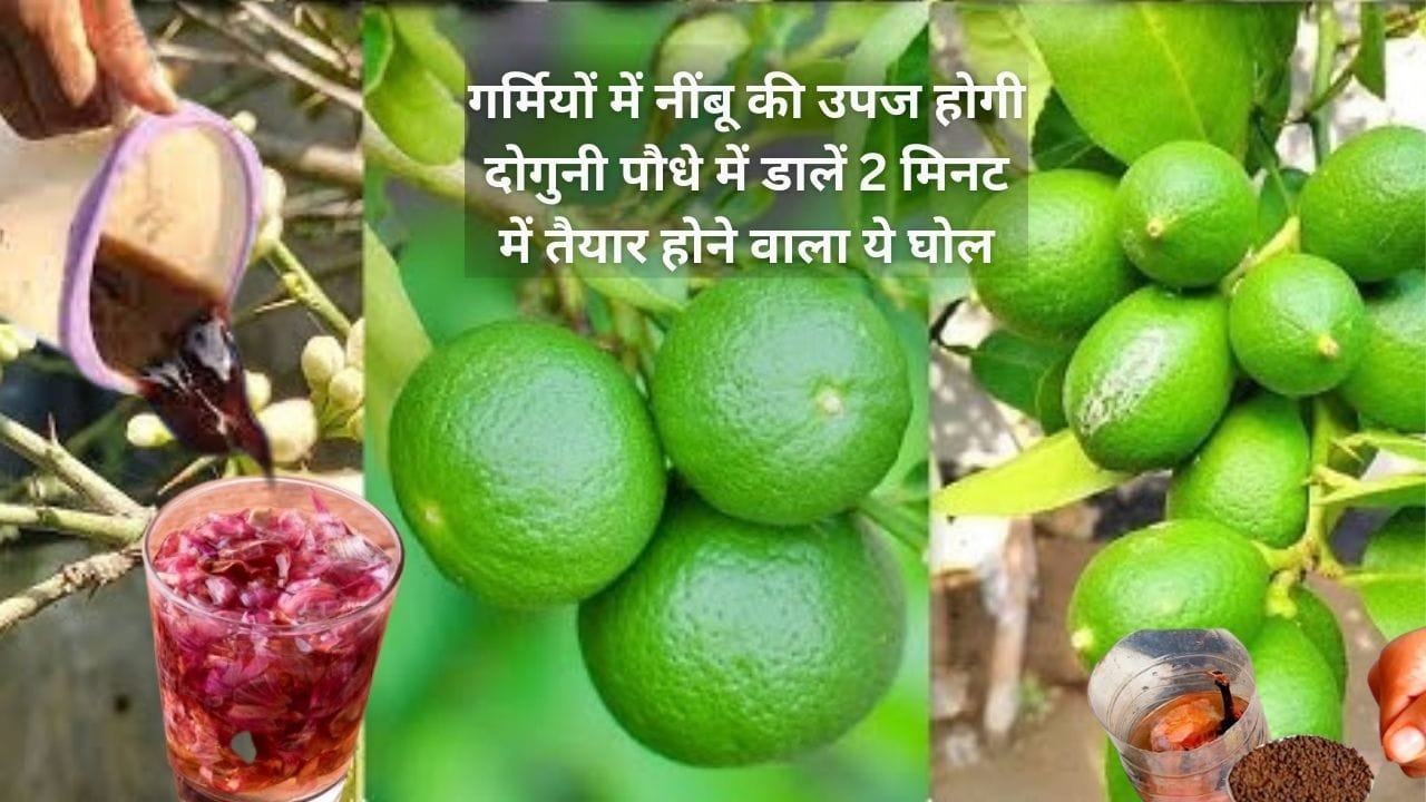 Gardening Tips: गर्मियों में नींबू की उपज होगी दोगुनी, बस पौधे में डालें 2 मिनट में तैयार होने वाला ये घोल 2 दिन में दिखेगा शानदार कमाल, जाने नाम
