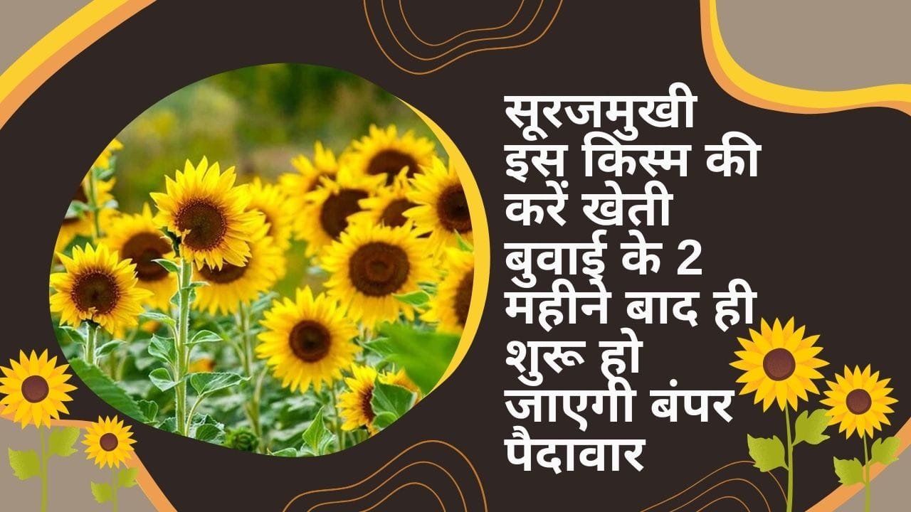सूरजमुखी इस किस्म की करें खेती, बुवाई के 2 महीने बाद ही शुरू हो जाएगी बंपर पैदावार खेती से आएंगे लाखों, जाने नाम