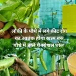 Gardening Tips: लौकी के पौधे में लगे कीट रोग का आतंक होगा खत्म, बस पौधे में डालें ये स्पेशल घोल अनगिनत लौकी से झूल जाएगी बेल