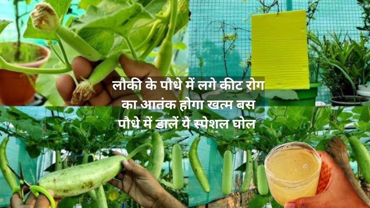 Gardening Tips: लौकी के पौधे में लगे कीट रोग का आतंक होगा खत्म, बस पौधे में डालें ये स्पेशल घोल अनगिनत लौकी से झूल जाएगी बेल