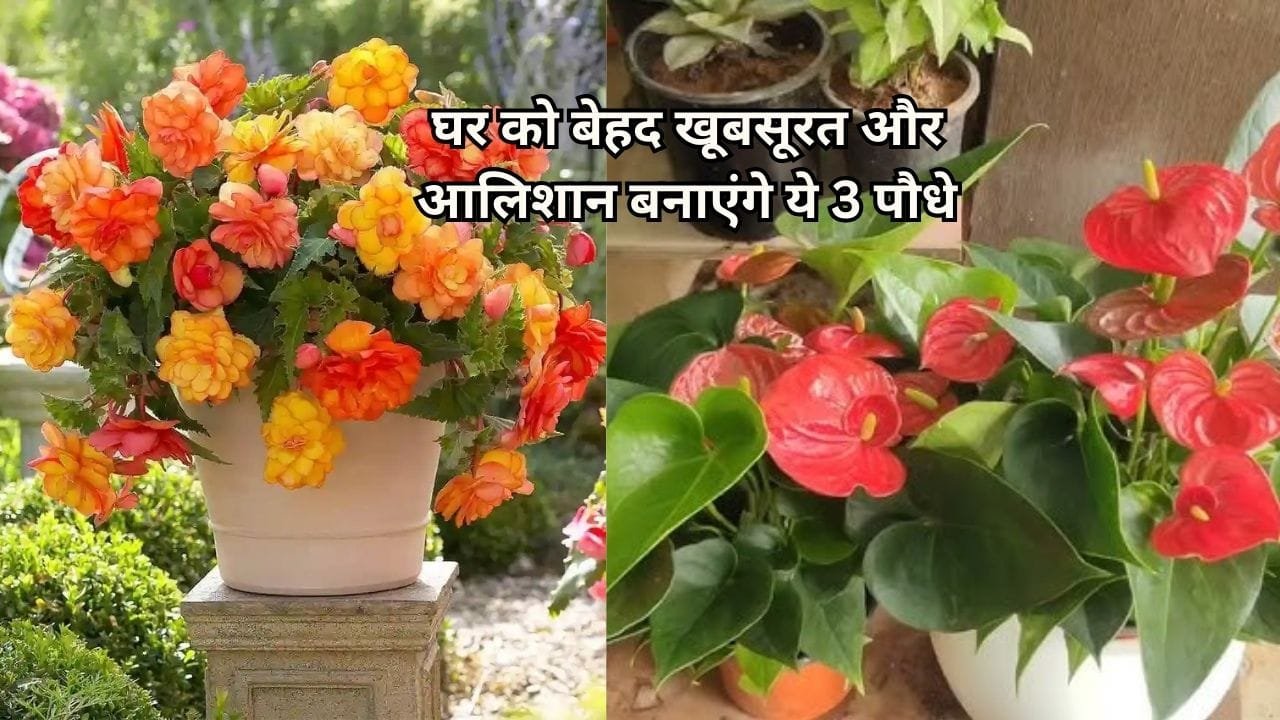 Gardening Tips: घर को बेहद खूबसूरत और आलिशान बनाएंगे ये 3 पौधे, फूलों की खुशबू से महक जाएगा घर का एक-एक कोना, जाने नाम