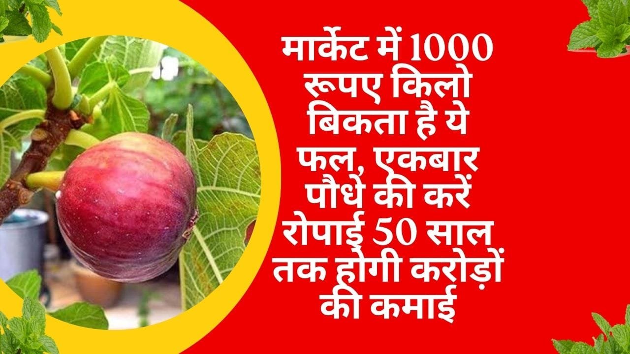 मार्केट में 1000 रूपए किलो बिकता है ये फल, एकबार पौधे की करें रोपाई 50 साल तक होगी करोड़ों की कमाई मार्केट है खूब डिमांड, जाने नाम