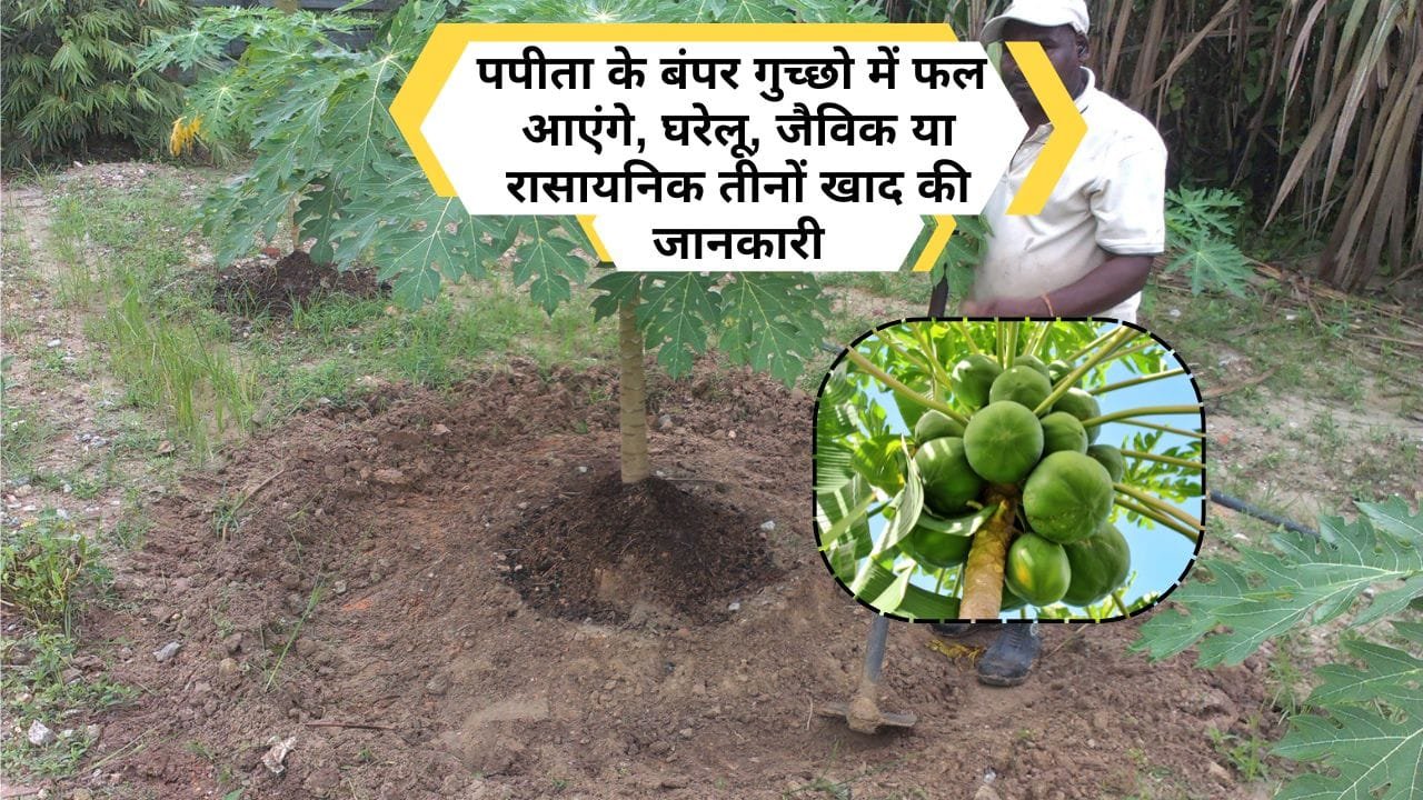 पपीते के लिए जैविक खाद