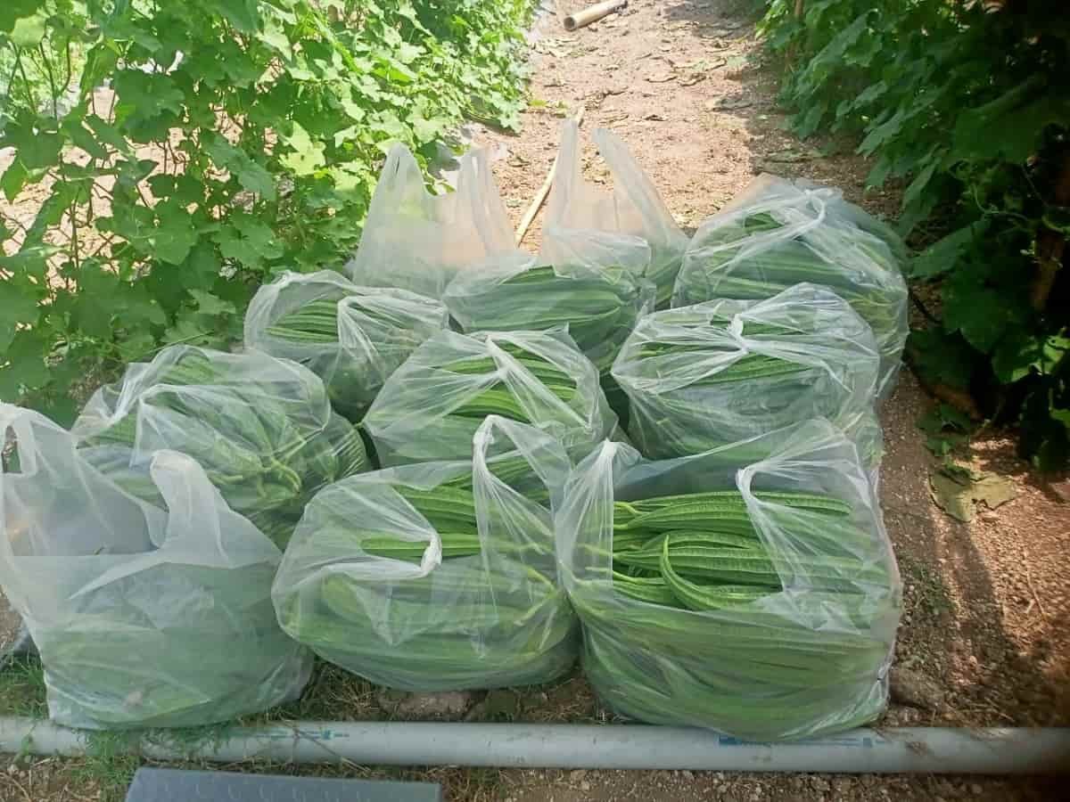 तुरई की खेती