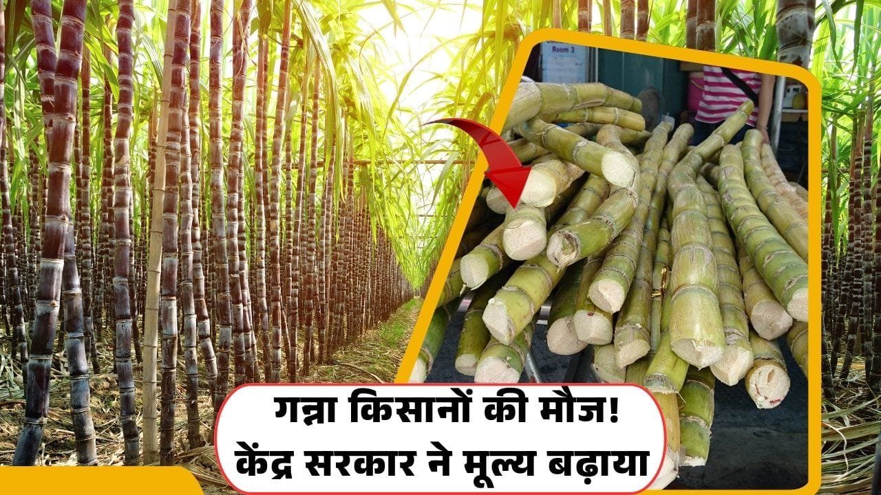 केंद्र सरकार ने गन्ने का मूल्य बढ़ाया