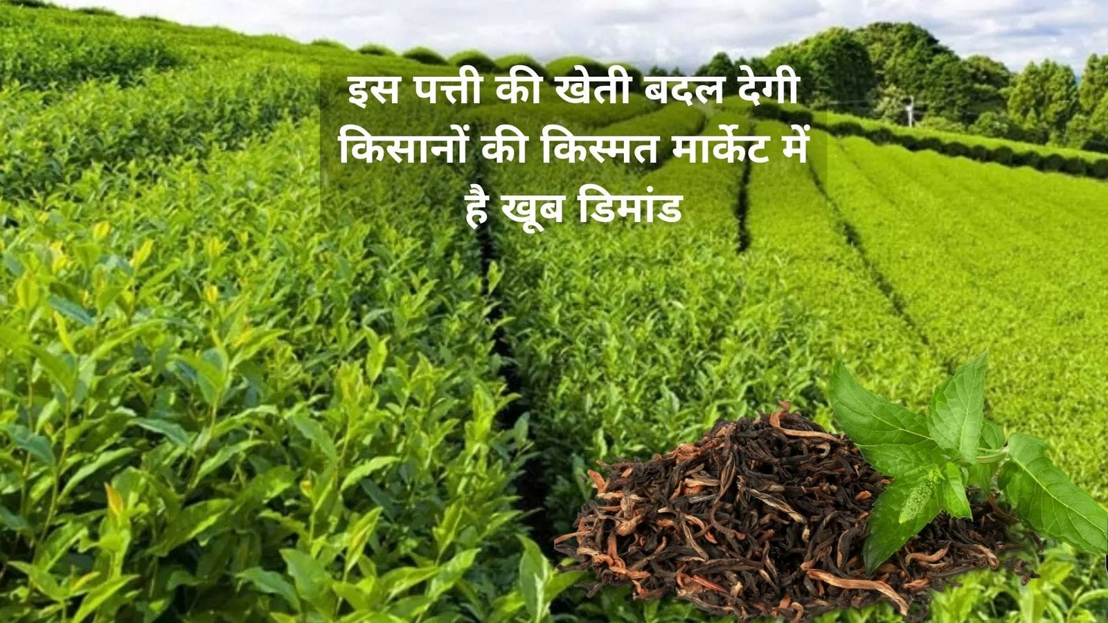 इस पत्ती की खेती बदल देगी किसानों की किस्मत, मार्केट में है खूब डिमांड पहाड़ी इलाकों में खेती से हो जाएंगे धनवान, जाने नाम