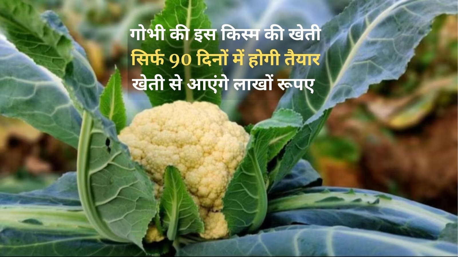 गोभी की इस किस्म की खेती, सिर्फ 90 दिनों में होगी तैयार एक हेक्टेयर में देगी बंपर पैदावार खेती से आएंगे लाखों, जाने नाम