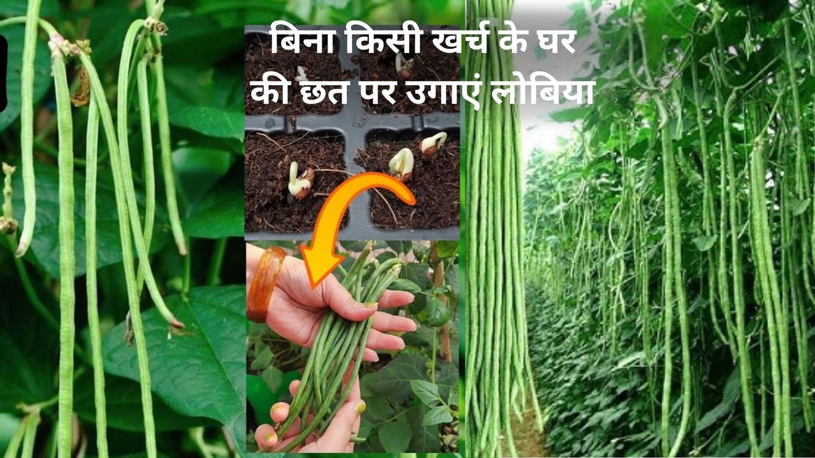 Gardening Tips: बिना किसी खर्च के घर की छत पर उगाएं लोबिया, घर में ही होगी लोबिया की खेती बाजार से खरीदने की झंझट होगी खत्म