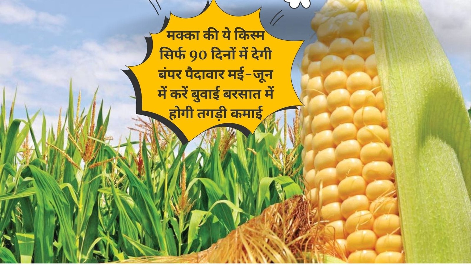 मक्का की ये किस्म सिर्फ 90 दिनों में देगी बंपर पैदावार, मई-जून में करें बुवाई बरसात में होगी तगड़ी कमाई, जाने खरीफ सीजन में बुवाई का तरीका