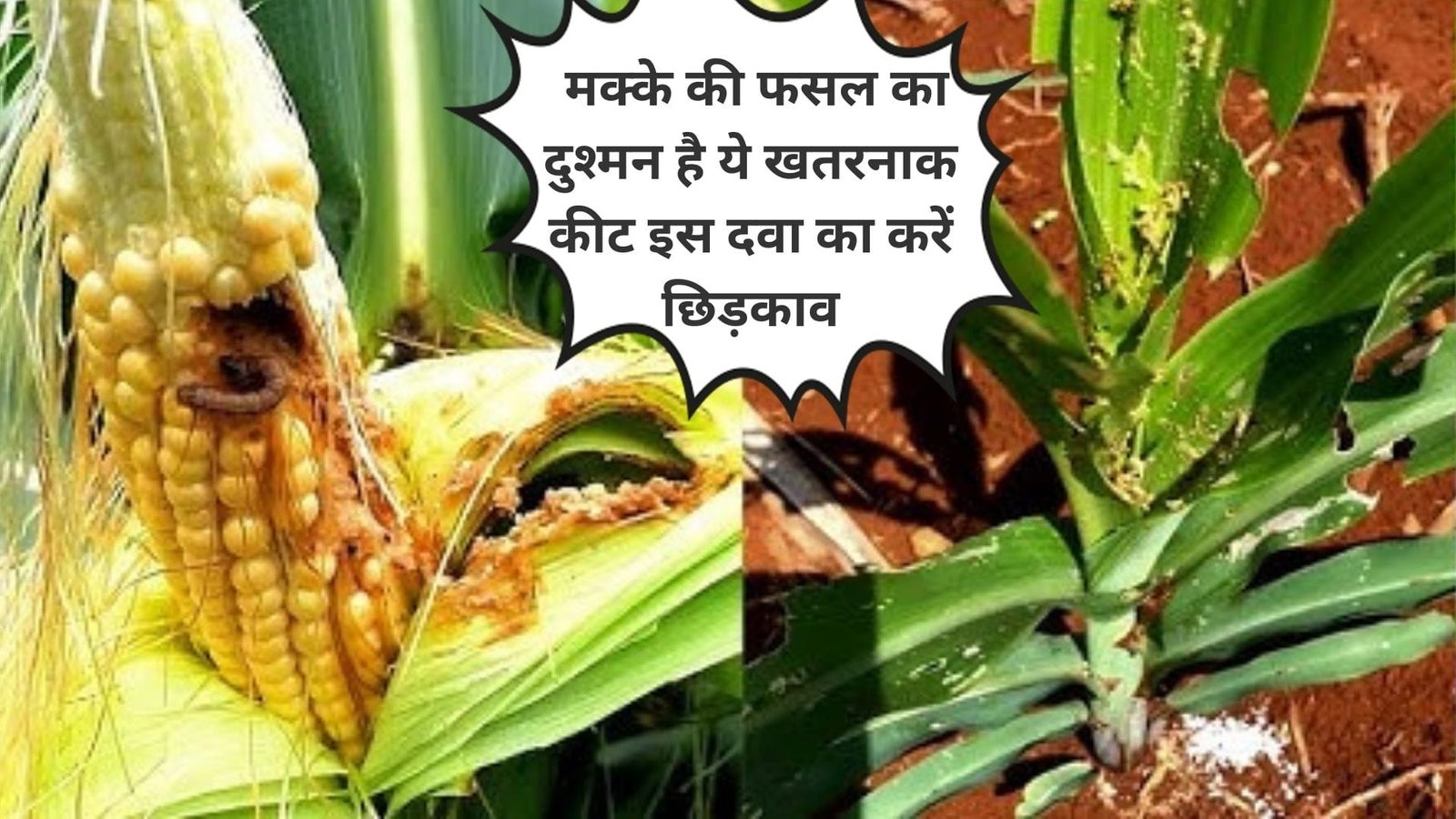 Agriculture tips: मक्के की फसल का दुश्मन है ये खतरनाक कीट, इस दवा का करें छिड़काव पैदावार में होगी खूब वृद्धि, फसल के बचाव के लिए जाने उपाय