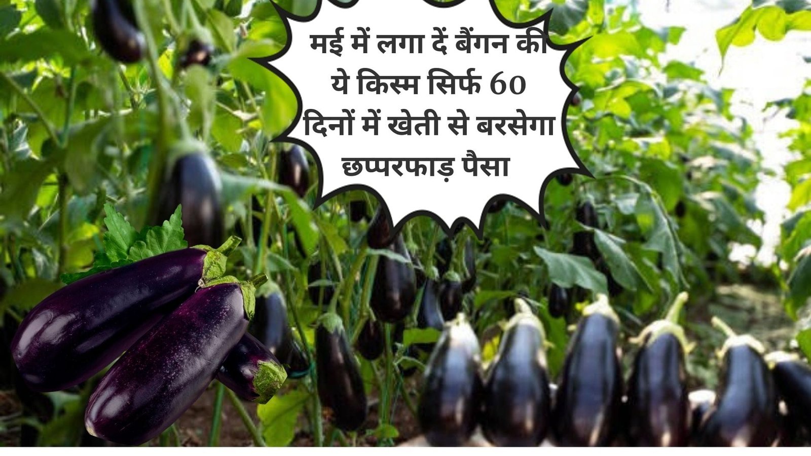 मई में लगा दें बैंगन की ये किस्म, सिर्फ 60 दिनों में खेती से बरसेगा छप्परफाड़ पैसा मिलेगी उच्च गुणवत्ता वाली बंपर पैदावार, जाने नाम