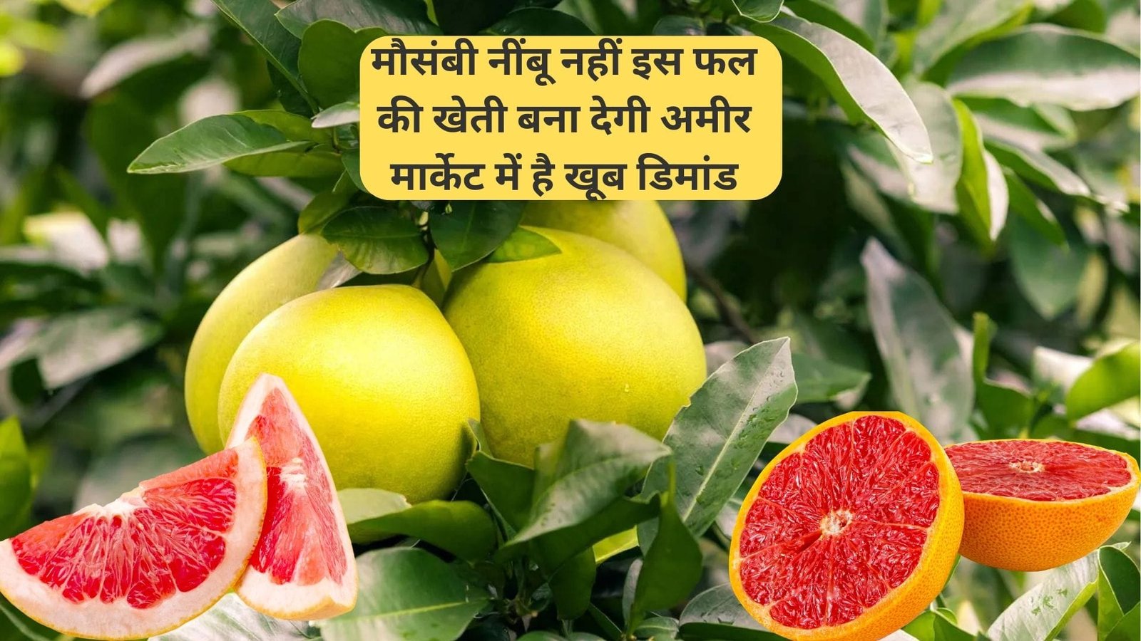 मौसंबी नींबू नहीं इस फल की खेती बना देगी अमीर, मार्केट में है खूब डिमांड एकबार करें पौधों की रोपाई 50 साल तक होगी तगड़ी कमाई, जाने नाम
