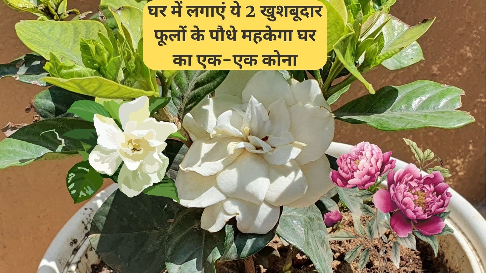 Gardening tips: घर में लगाएं ये 2 खुशबूदार फूलों के पौधे, महकेगा घर का एक-एक कोना रूम फ्रेशनर की भी नहीं पड़ेगी जरूरत