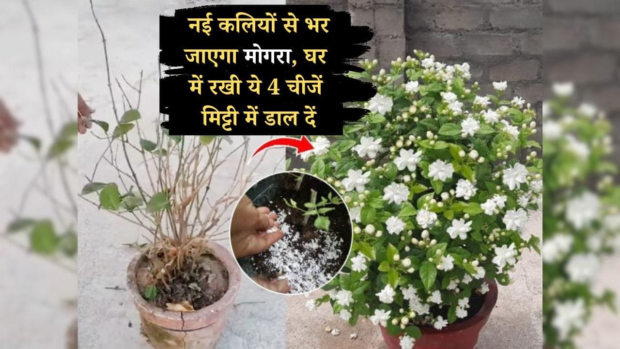 मोगरा के लिए खाद