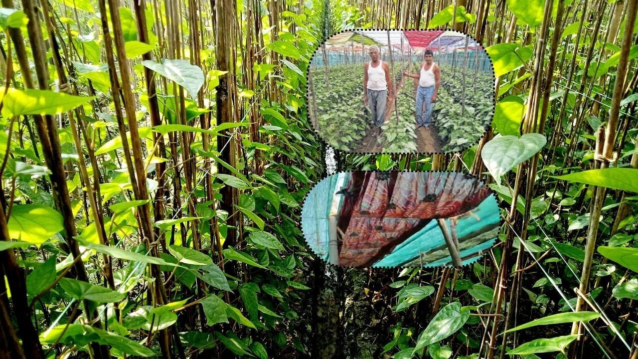 पशुओं के ऊपर बैठना तो दूर आसपास भी नहीं भटकेंगे मक्खी-मच्छर, मात्र 2 सस्ते उपाय करें, और पशुओं की जान बचाएं