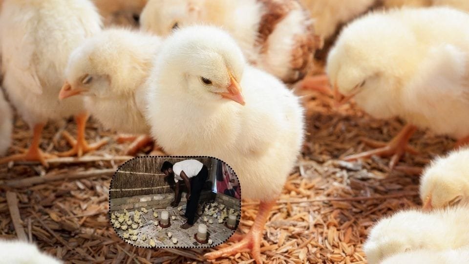 मुर्गी पालन