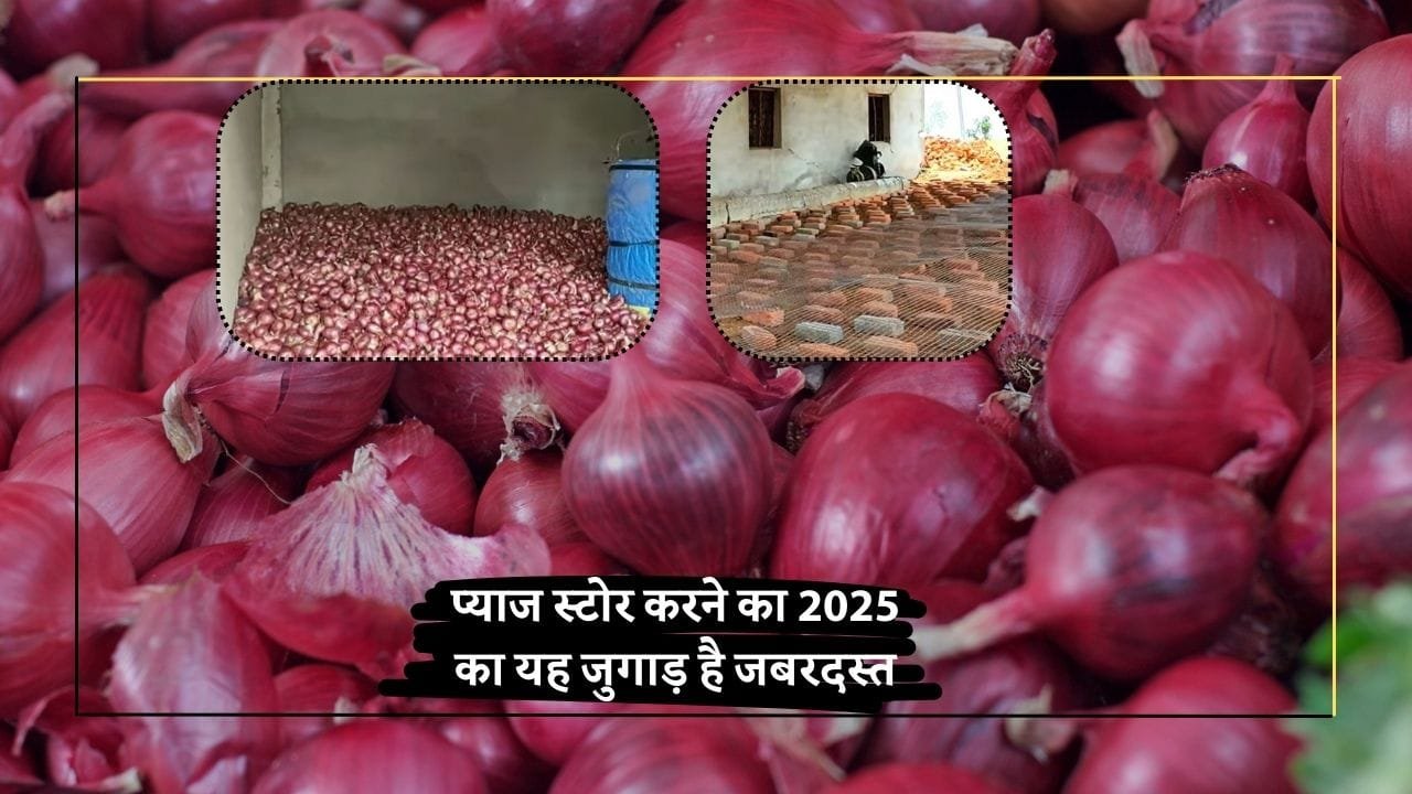 प्याज भंडारण करने का 2025 का जुगाड़