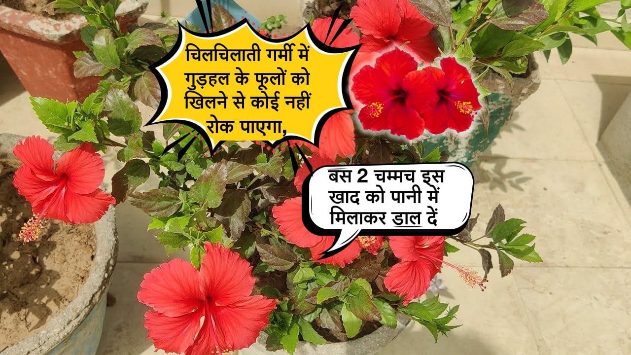 गर्मी में गुड़हल की देखभाल