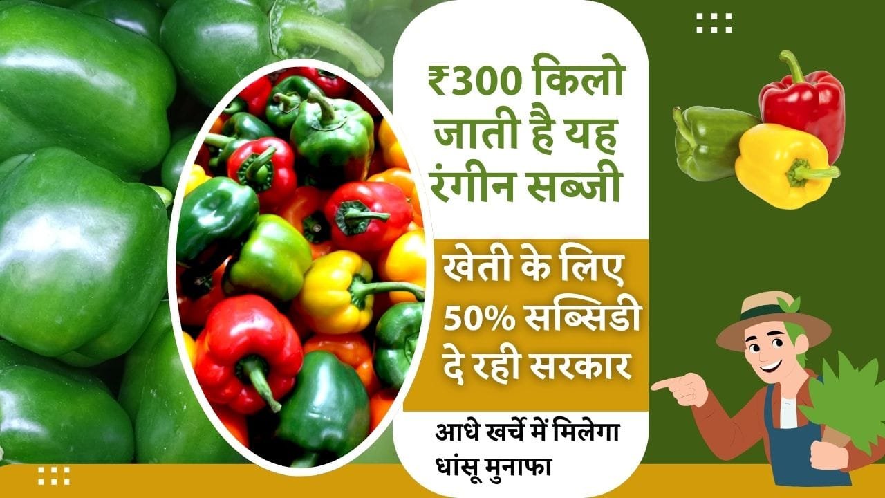 शिमला मिर्च की खेती पर सब्सिडी