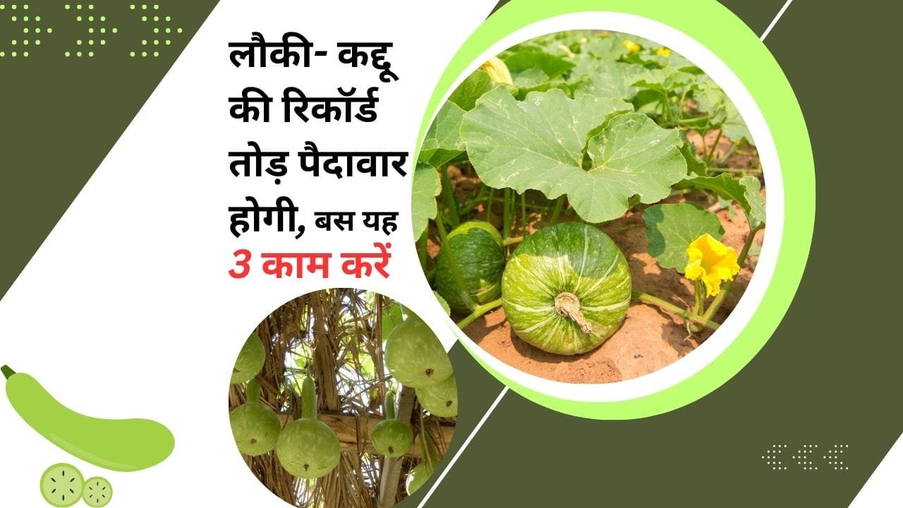 फफूंदनाशक और कीटनाशक का छिड़काव