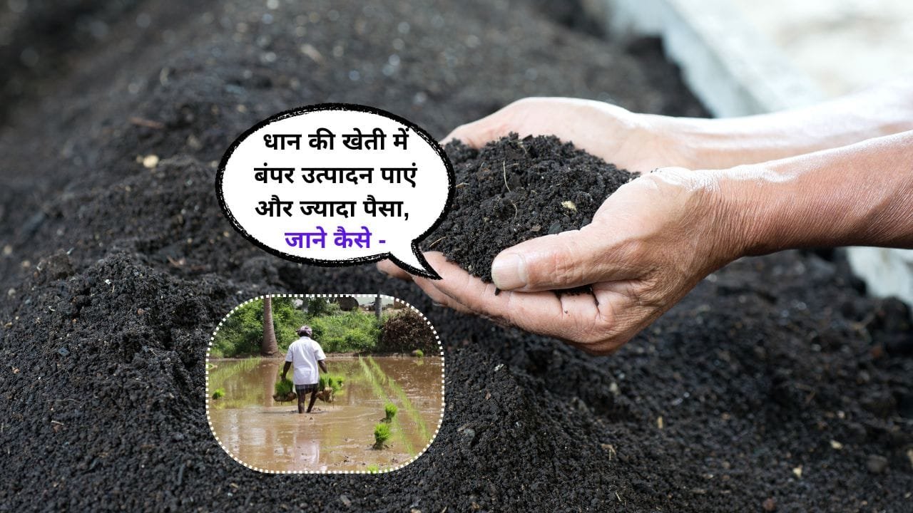 धान की खेती किस मिट्टी में करें